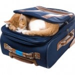 Que Empacar A La Hora De Viajar Con Tu Mascota
