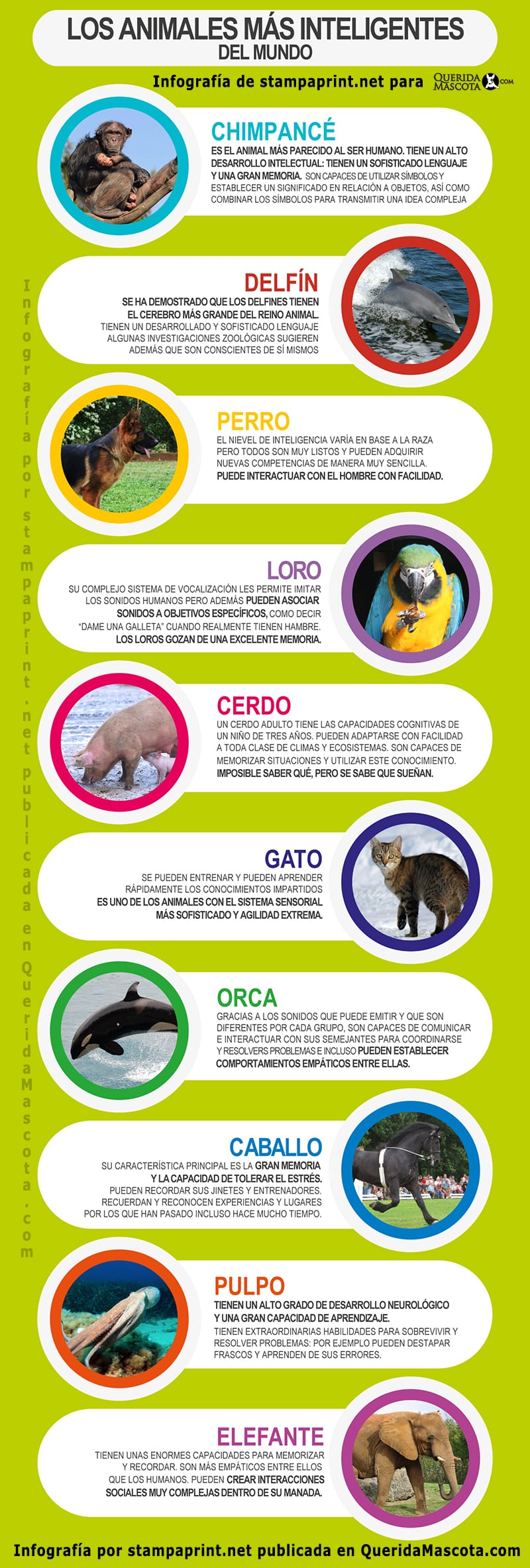 Infografí­a sobre los 10 animales más inteligentes del mundo