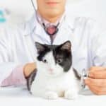 como cuidar un gato