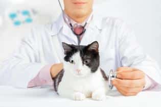 llevar tu gato al veterinario