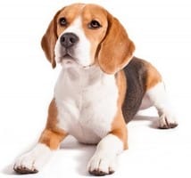 Razas de Perros Más Juguetones - Beagle