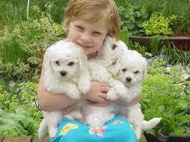 razas de perros para niños