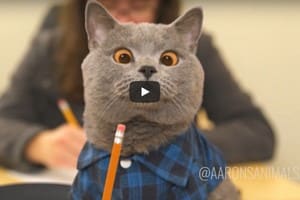video parodias de gatos