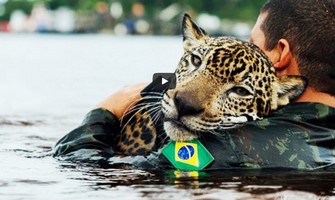 video de rescates a animales