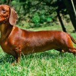 perros salchichas
