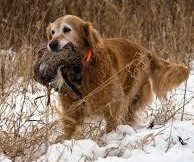 raza de perro golden retriever cazando