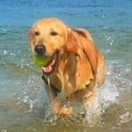 perro golden retriever en el agua