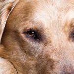 ojos de perro golden retriever