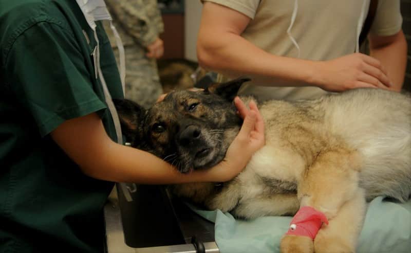 urgencias veterinarias para las mascotas