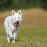 foto perro jugando