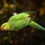 tener un loro como mascota