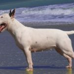 bullterrier