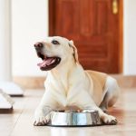 alimenta bien a tu perro