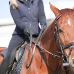 cuidados de un caballo
