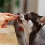 La importancia de la alimentación de nuestros perros