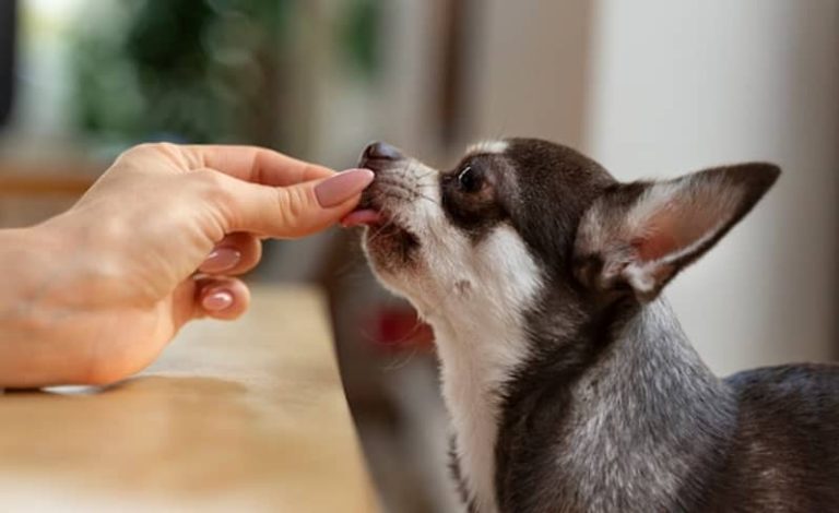 La importancia de la alimentación de nuestros perros