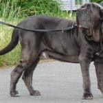 mastino napoletano