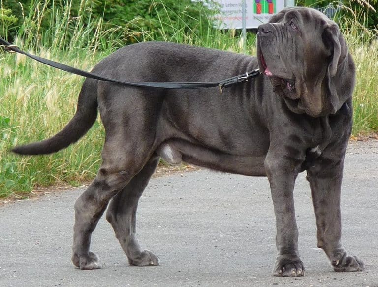 mastino napoletano