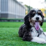 Perro bernedoodle – características, cuidados y fotos