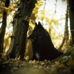 Perro pastor belga groenendael - Experto Animal