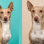 Podenco andaluz maneto - características, carácter y cuidados