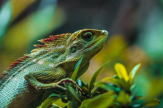 Animales de la selva - Tropical, peruana, amazónica y misionera