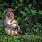 Animales de la selva - Tropical, peruana, amazónica y misionera