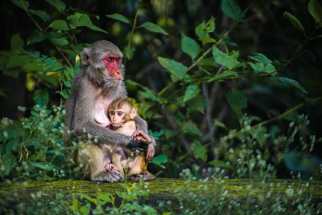 Animales de la selva - Tropical, peruana, amazónica y misionera