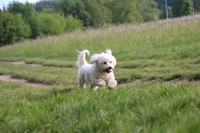 Coton de Tuléar: características y cuidados del perro