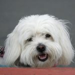 Coton de Tuléar: características y cuidados del perro