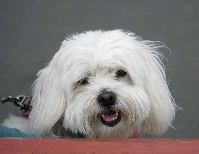 Coton de Tuléar: características y cuidados del perro