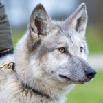 Perro lobo herreño: características y cuidados