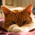 Pene de gato - Características, anatomía y enfermedades