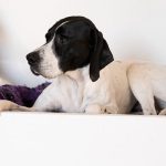 perro Pointer inglés