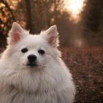 Spitz alemán pequeño