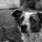 El duelo por una mascota requiere darle un trato digno en su último viaje