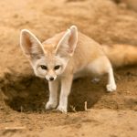 zorro del desierto o fennec