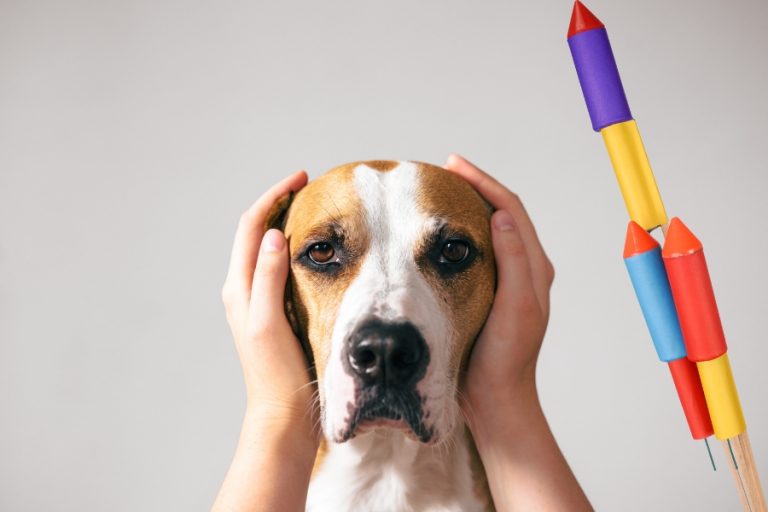 Cómo cuidar de tus mascotas durante los fuegos artificiales de Navidad y Año Nuevo