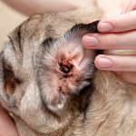 Cuidado de los Oídos y Orejas en Perros y Gatos