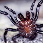 Arañas en Australia: tipos y curiosidades