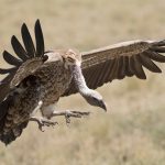 Aves rapaces o de rapiña - Tipos, características, nombres y ejemplos