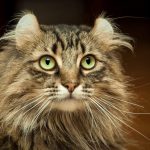 Gato CURL AMERICANO - características, carácter y cuidados