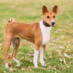 Perro Basenji - Origen, características, carácter y cuidados