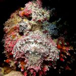 Los animales más peligrosos del mundo