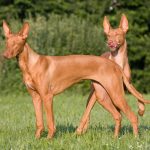 Podenco andaluz: características y cuidados esenciales