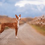 Perro Podenco ibicenco - Todo sobre la raza