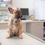 Previcox para perros - Dosis, usos y efectos secundarios