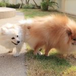 Todo sobre el apareamiento canino: qué saber antes y después para razas puras y mixtas