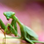 La mantis religiosa es venenosa