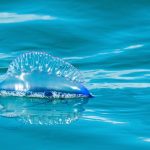 Medusas del Mediterráneo: guía de identificación y especies